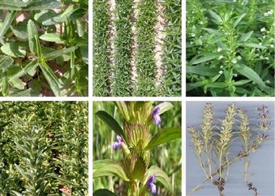 The first Dragon's head variety released for rainfed conditions of Iran