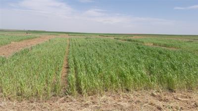 Conservation agriculture could mitigate cold stress effects in rainfed winter wheat under dryland conditions