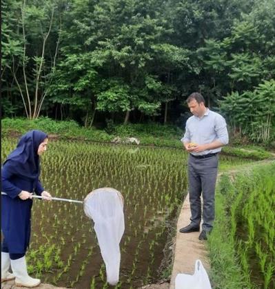 تحقیق ملی برای مدیریت پایدار آفات در شالیزارهای شمال كشور