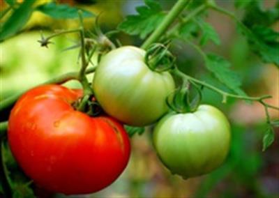شب پره مینوز گوجه فرنگی و مدیریت تلفیقی آن Tuta absoluta  Tomato leaf miner
