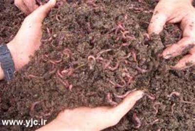 نقش كرم خاكی در بهسازی كیفیت خاك