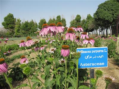مزایای استفاده از گیاهان داروئی در فضای سبز شهری