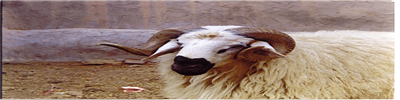 Image15.gif