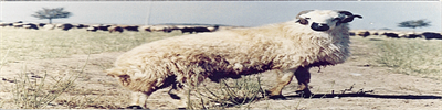 Image6.gif